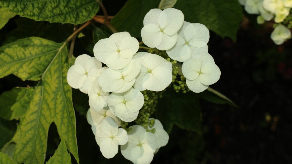 best perennials for georgia full sun
