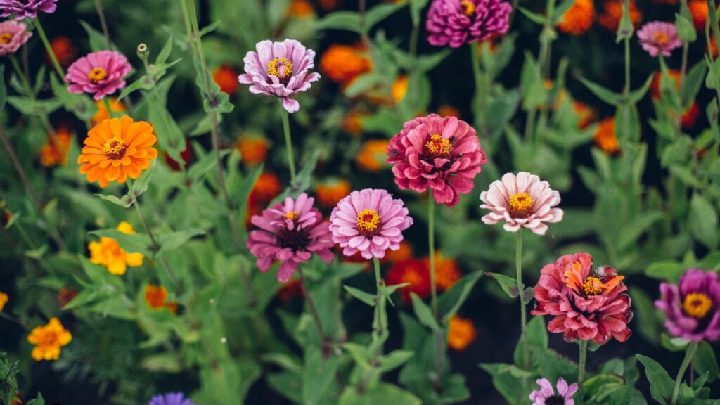 best flowers to plant in georgia for pots
