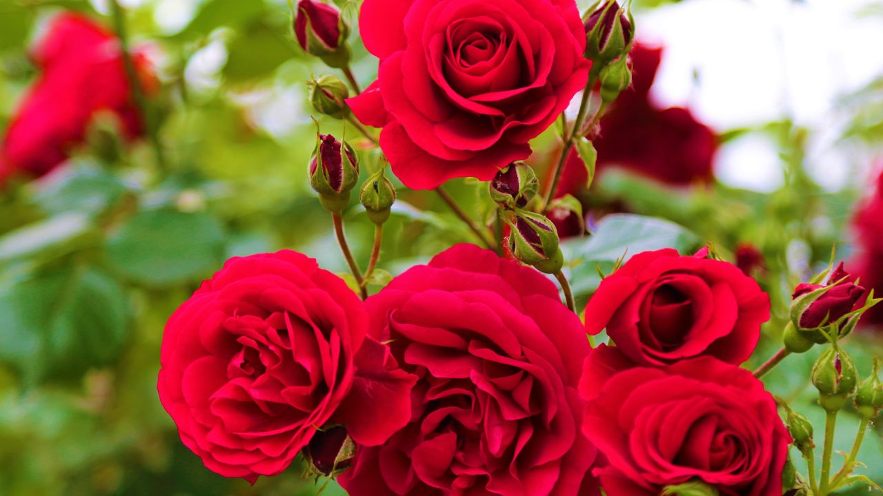10 Most Elegant Flowers in the World